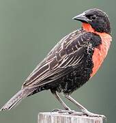 Red-breasted Blackbird