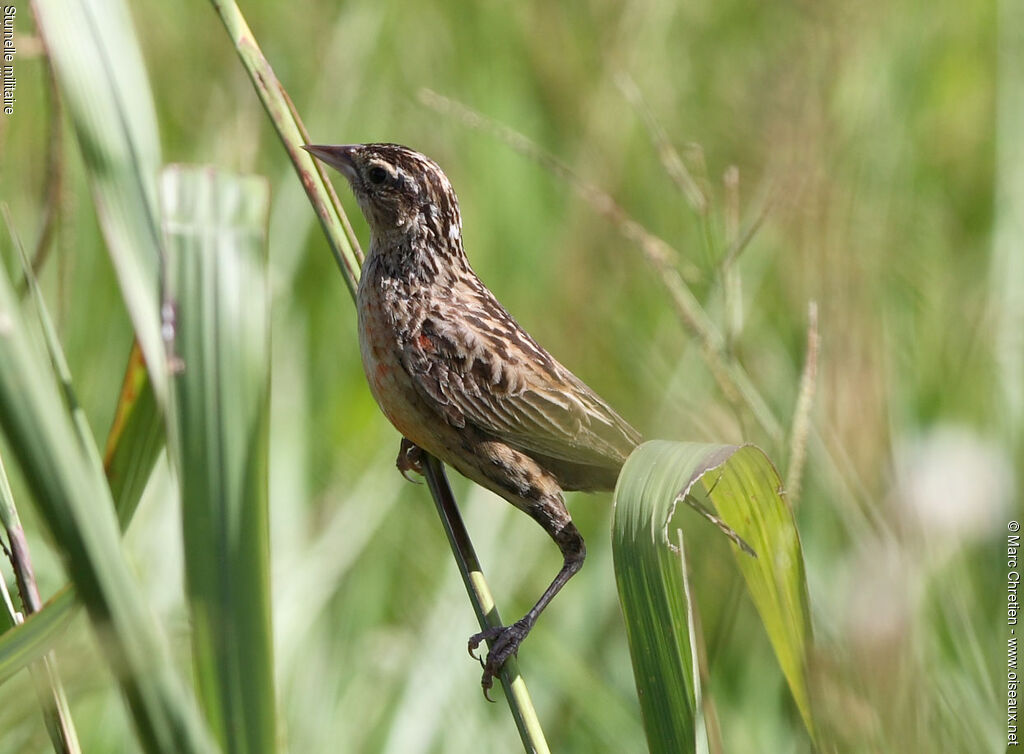 Red-breasted Meadowlark female