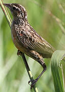 Red-breasted Blackbird