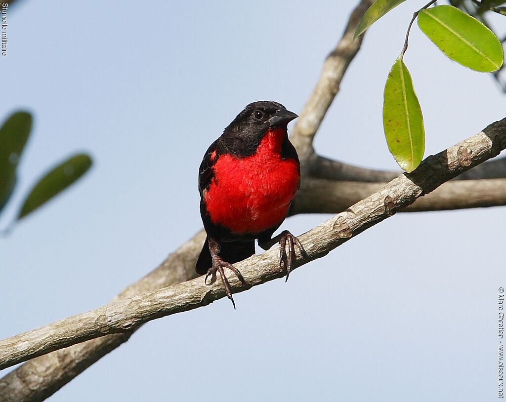 Red-breasted Blackbird male adult