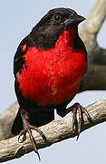 Red-breasted Meadowlark