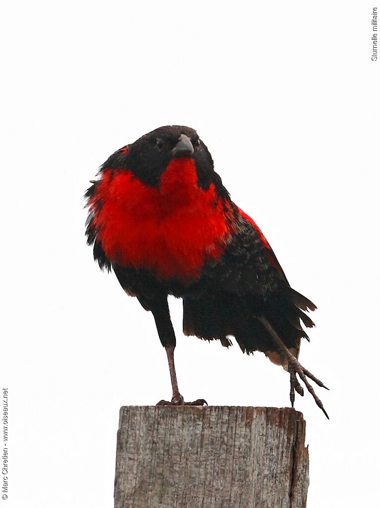 Red-breasted Meadowlark male adult