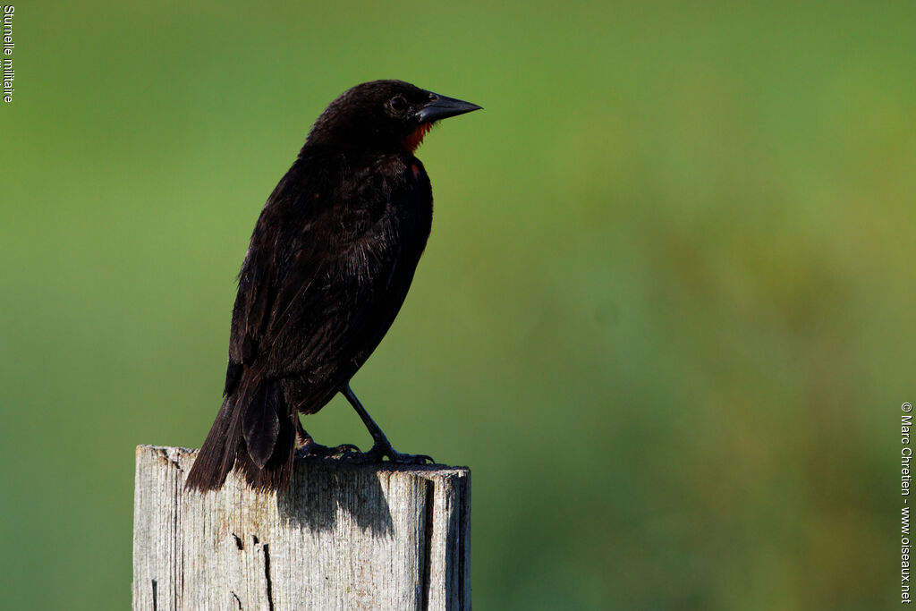 Red-breasted Blackbird male adult