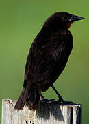 Red-breasted Blackbird