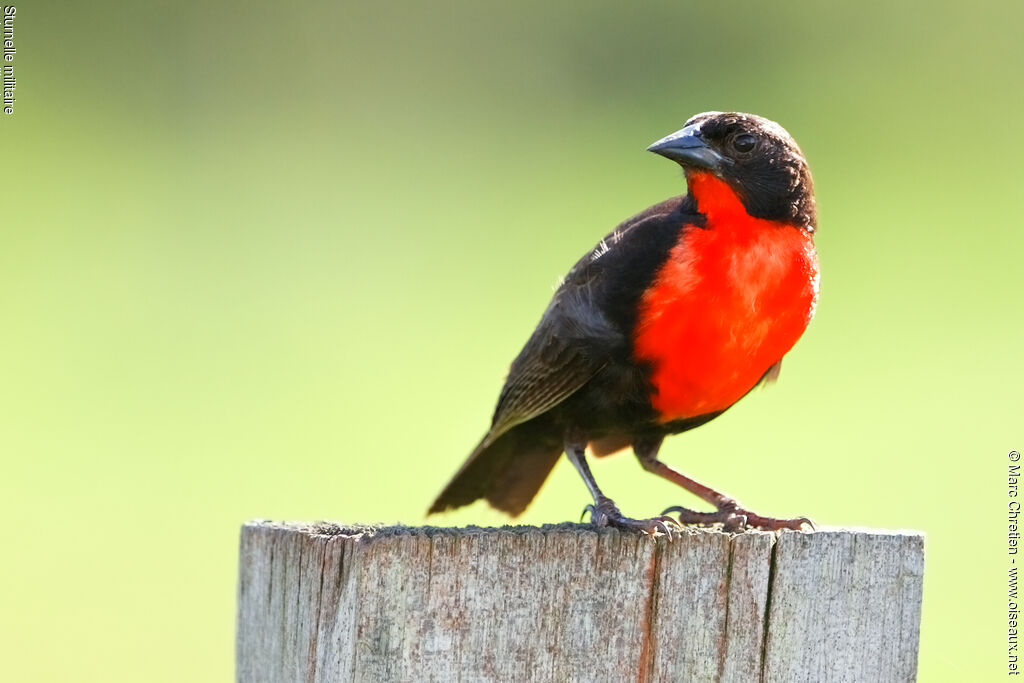 Red-breasted Blackbird