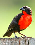 Red-breasted Blackbird