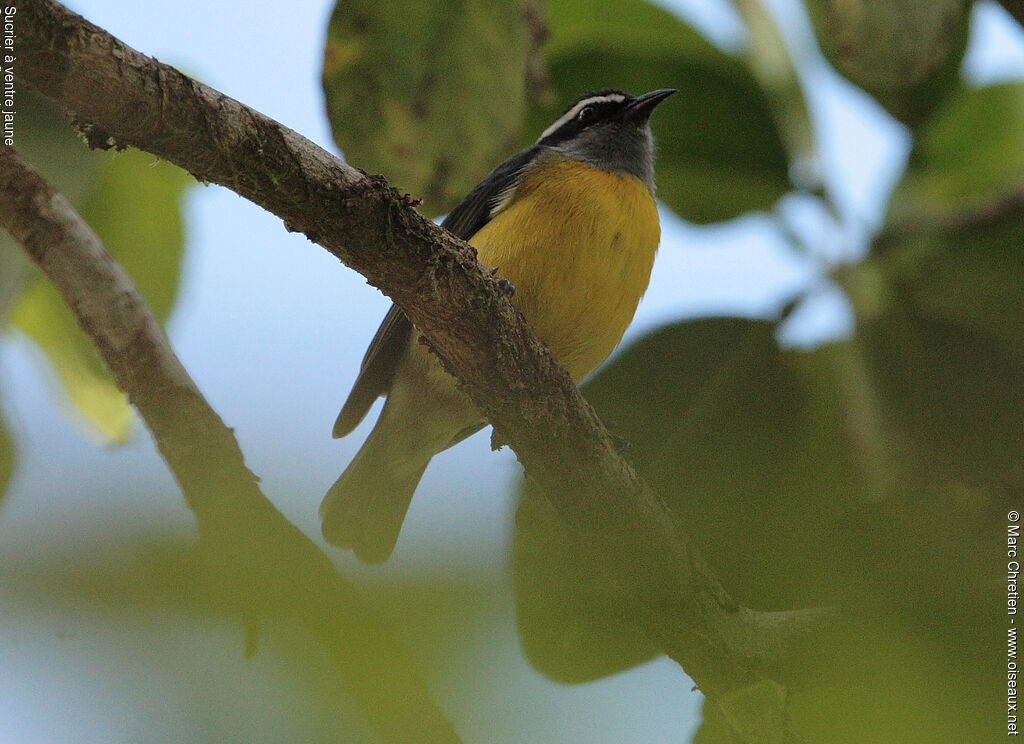 Sucrier à ventre jaune