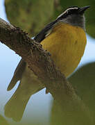 Bananaquit