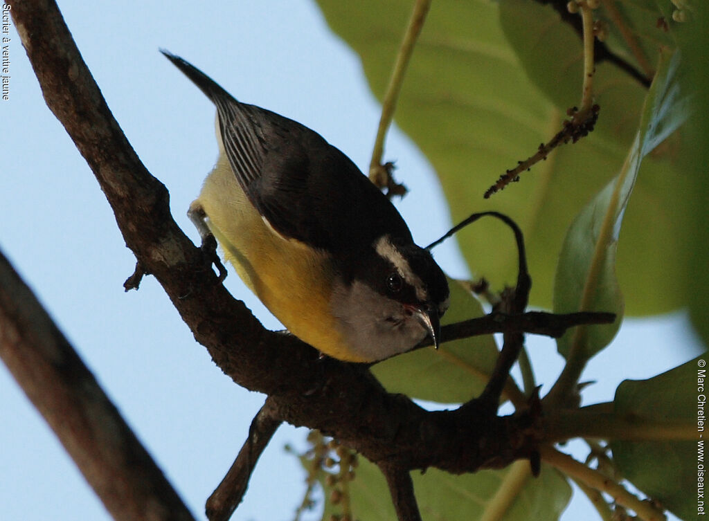 Bananaquit