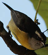 Bananaquit