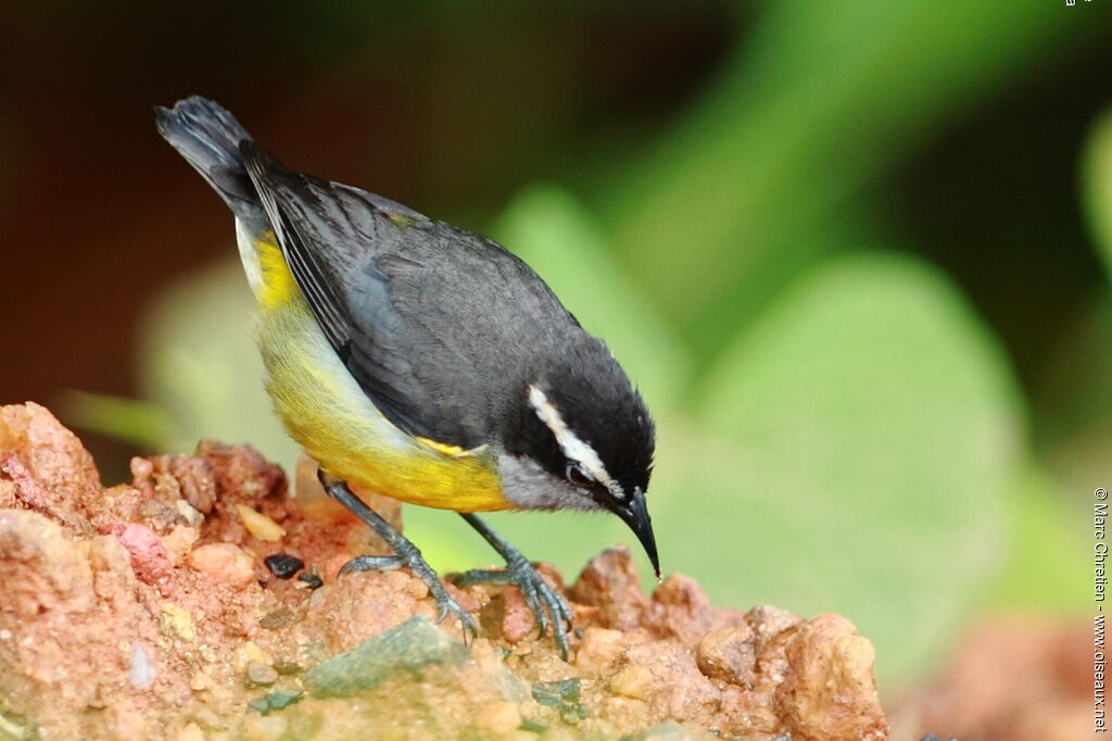 Bananaquit