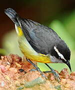 Bananaquit