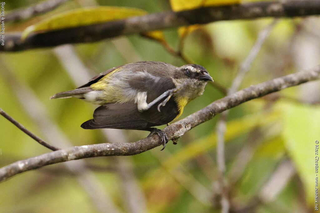 Sucrier à ventre jaune