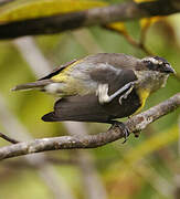 Bananaquit