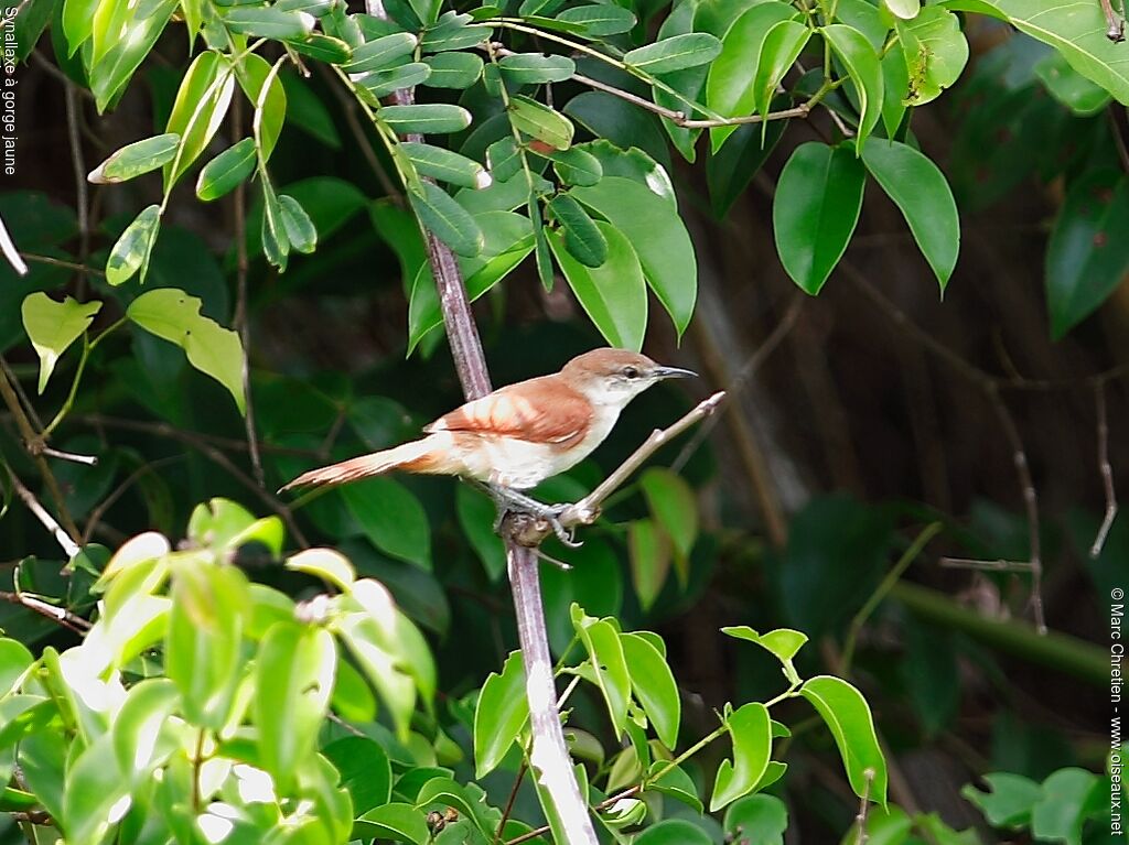 Yellow-chinned Spinetail