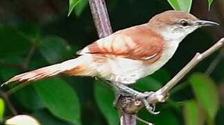 Yellow-chinned Spinetail