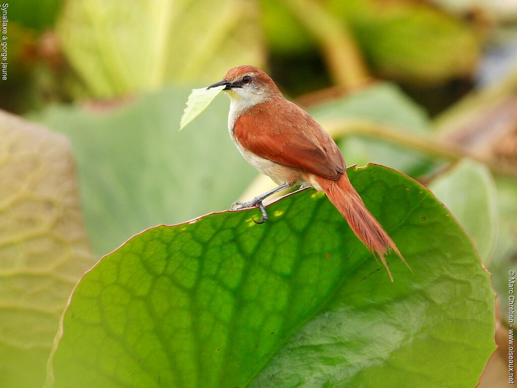 Yellow-chinned Spinetailadult