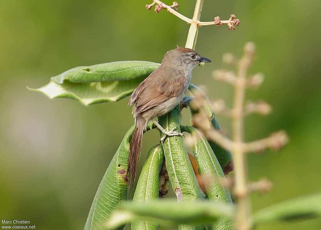 Synallaxe albanejuvénile, identification