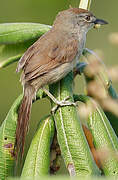 Pale-breasted Spinetail