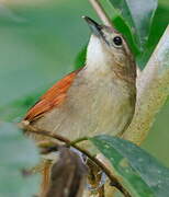 Plain-crowned Spinetail