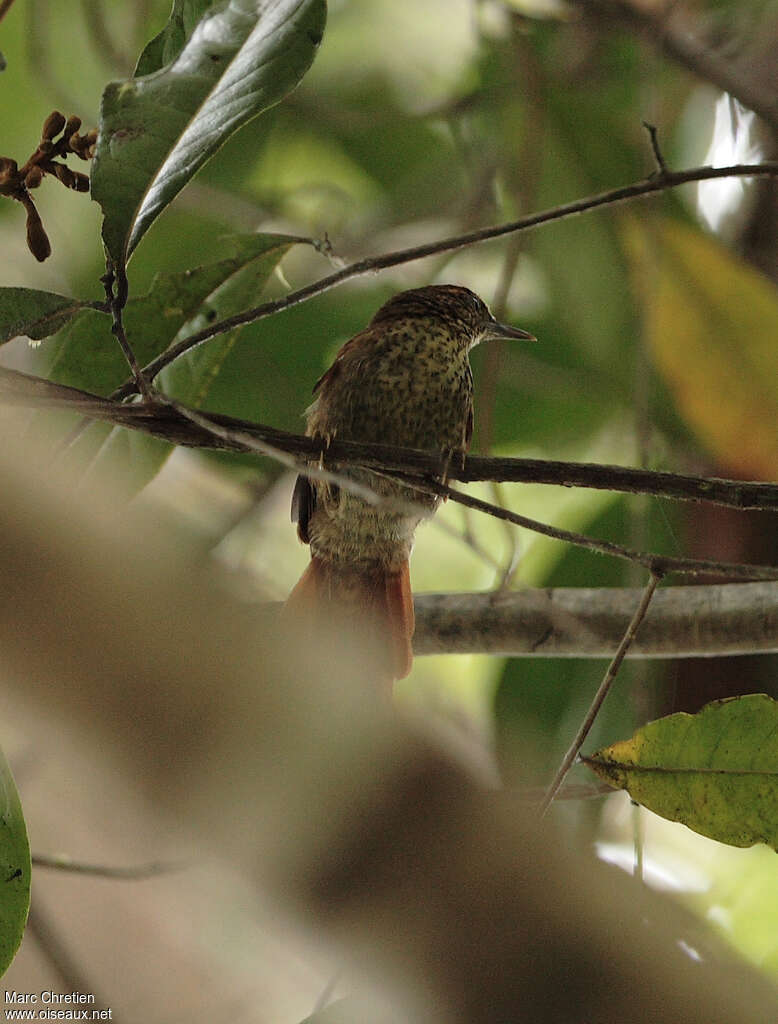 Speckled Spinetailadult, identification, pigmentation