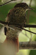 Speckled Spinetail