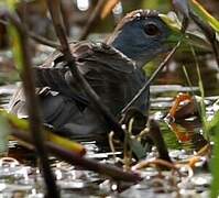 Azure Gallinule