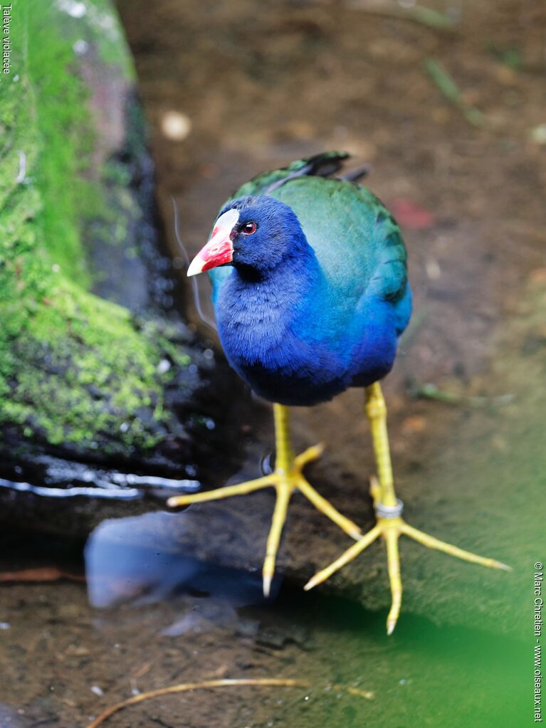 Purple Gallinule