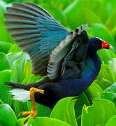 Purple Gallinule