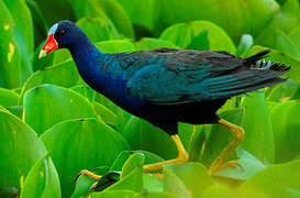 Purple Gallinule