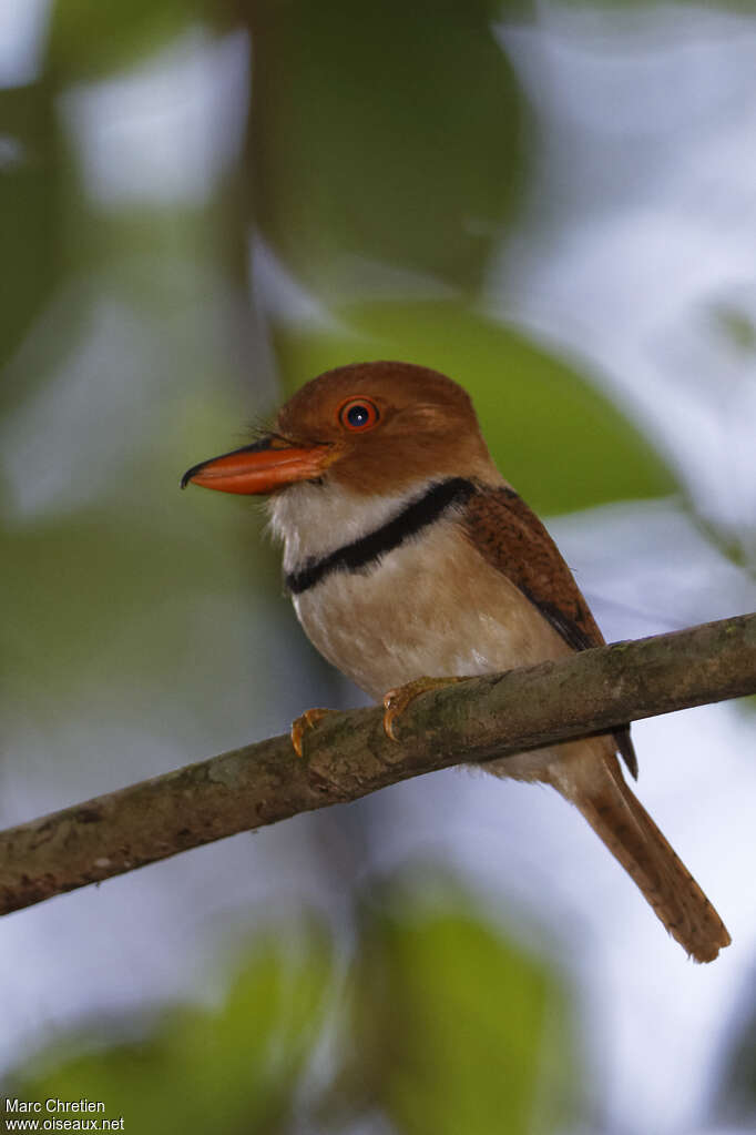 Tamatia à collieradulte, identification