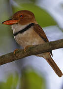 Collared Puffbird