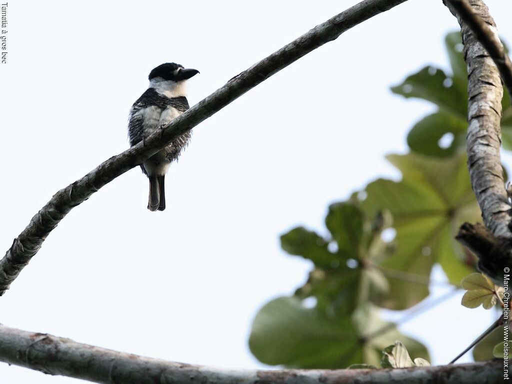 Guianan Puffbird