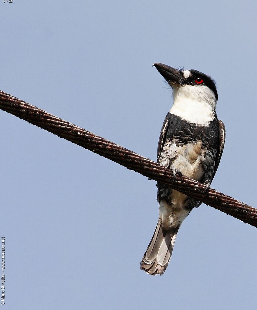 Guianan Puffbirdadult