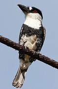 Guianan Puffbird