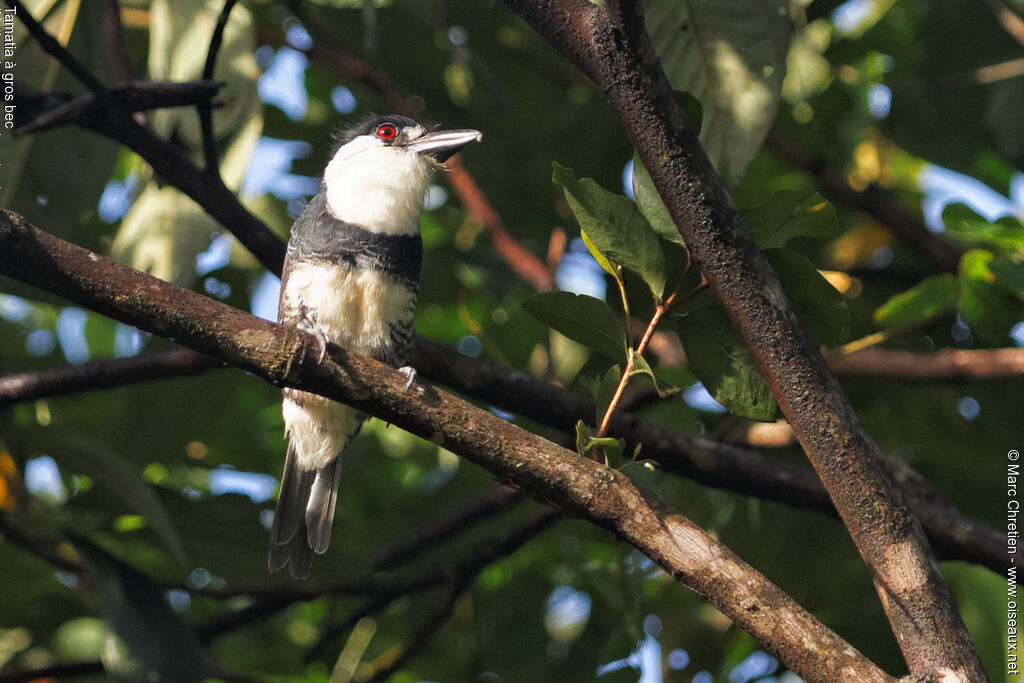 Guianan Puffbird