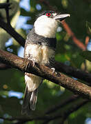 Guianan Puffbird