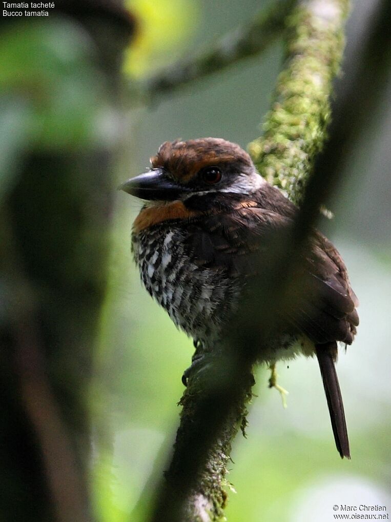 Spotted Puffbirdadult