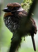 Spotted Puffbird