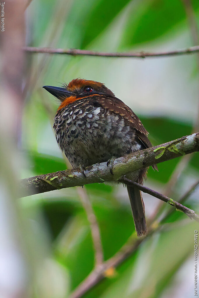 Spotted Puffbird