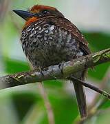 Spotted Puffbird