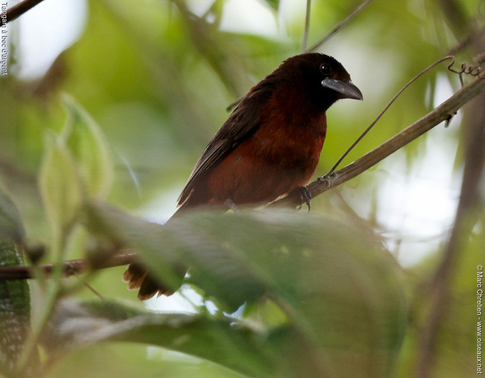 Silver-beaked Tanager female adult