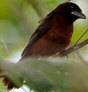 Silver-beaked Tanager