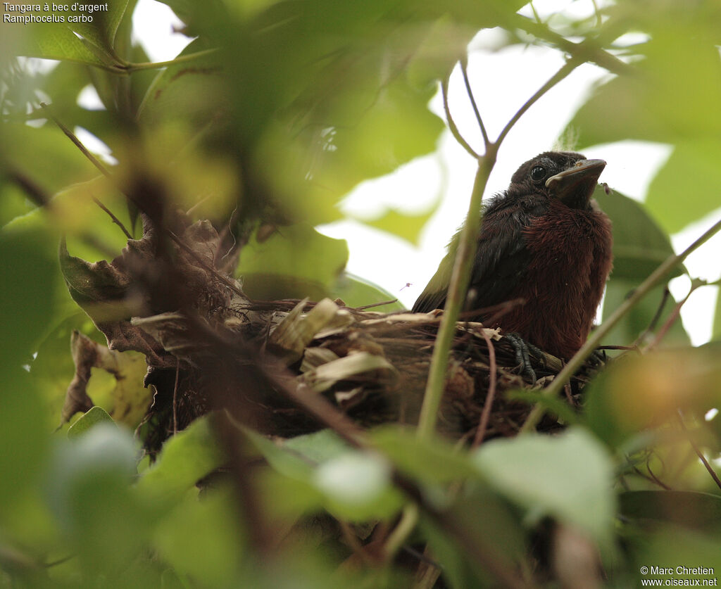 Silver-beaked Tanagerimmature