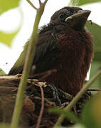 Silver-beaked Tanager