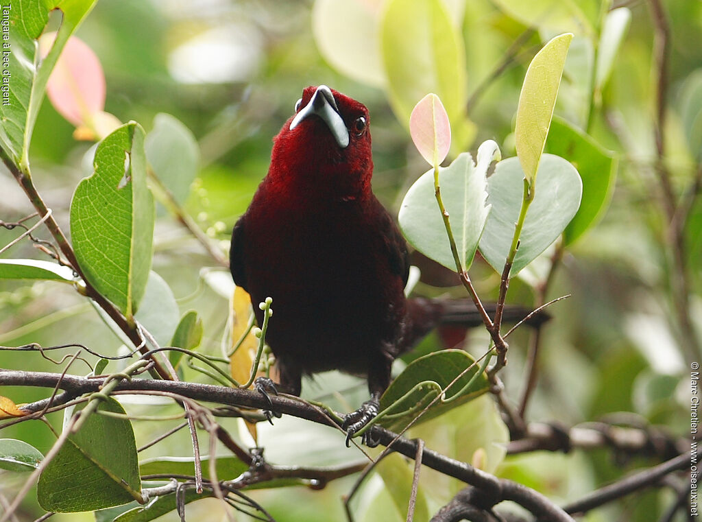 Silver-beaked Tanager male adult