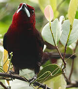 Silver-beaked Tanager