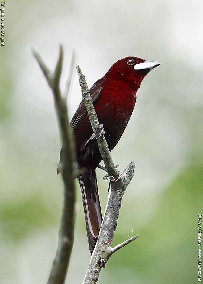 Silver-beaked Tanager male adult