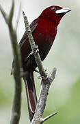 Silver-beaked Tanager