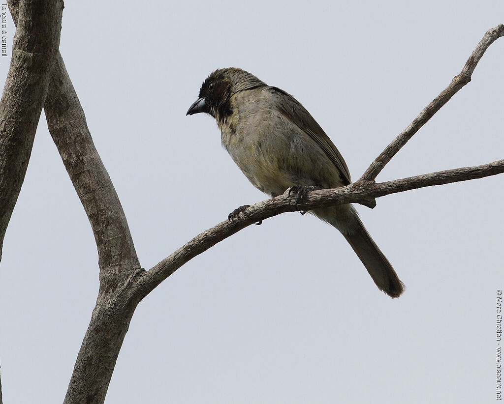 Black-faced Tanager male